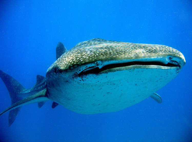 Tiburones Ballena en Mozambique